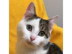 Adopt Verte a Brown or Chocolate Domestic Shorthair / Mixed cat in Harrisonburg