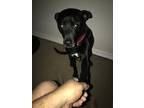 Adopt Capone a Black - with White Labrador Retriever / Mixed dog in San Antonio