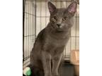 Adopt Church a Gray or Blue Domestic Shorthair / Mixed (short coat) cat in