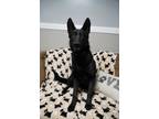 Adopt Ainsley a Black German Shepherd Dog / Mixed dog in Loogootee