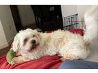 Adopt Louie a White Shih Tzu / Mixed dog in San Antonio, TX (33650537)