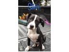 Adopt Slim (4 blk and wh) a Black - with White American Staffordshire Terrier /