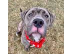 Adopt Montana a Gray/Blue/Silver/Salt & Pepper American Pit Bull Terrier / Mixed