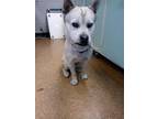 Adopt Marvin a White Akita / Mixed dog in Madera, CA (33659467)
