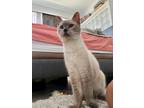 Adopt Anna a Cream or Ivory Siamese / Mixed (medium coat) cat in Mission Viejo