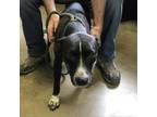 Adopt 210803K021 Dottie a Black Labrador Retriever / Blue Heeler / Mixed dog in