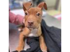 Adopt Guppy a Brown/Chocolate American Staffordshire Terrier / Mixed dog in