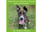 Adopt Betty Boop a Brindle Mountain Cur / Mixed dog in Lynchburg, VA (33659659)