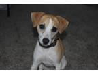 Adopt Nugget a White - with Tan, Yellow or Fawn Jack Russell Terrier / Mixed dog