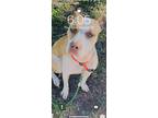 Adopt Jamie a White - with Tan, Yellow or Fawn Bull Terrier / Mixed dog in