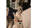 Adopt Kiara - Beautiful Husky Pup a White - with Brown or Chocolate Husky /