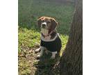 Adopt Ellie a Brown/Chocolate - with White Beagle / Mixed dog in San Antonio
