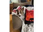 Adopt Riley a Brindle - with White Boxer / Australian Cattle Dog / Mixed dog in