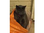 Adopt Ginger a Gray or Blue American Shorthair / Mixed (medium coat) cat in