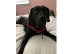 Adopt Harper a Black Labrador Retriever / Mixed dog in Charleston, SC (33645400)
