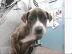 Adopt FURY a Brindle - with White American Pit Bull Terrier / Mixed dog in