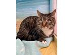 Adopt BOHDI a Brown Tabby Domestic Shorthair / Mixed (short coat) cat in Agoura