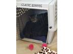 Adopt Gary a Brown Tabby Domestic Shorthair / Mixed (short coat) cat in