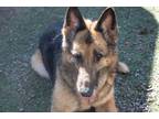 Adopt ABBY a Black - with Tan, Yellow or Fawn German Shepherd Dog / Rottweiler /