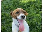 Adopt Pee-Wee a White - with Brown or Chocolate Jack Russell Terrier / Mixed dog