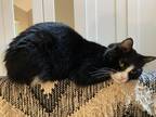 Adopt Brownie a Black & White or Tuxedo Domestic Shorthair / Mixed (short coat)