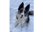 Adopt Sadi Grace a Merle Australian Shepherd / Border Collie / Mixed dog in