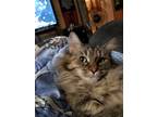 Adopt Gracie Noelle a Brown Tabby Domestic Longhair / Mixed (long coat) cat in
