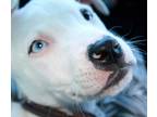 Adopt Niko a White American Pit Bull Terrier / Mixed dog in Lexington