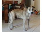 Adopt Boy a Tan/Yellow/Fawn - with White Presa Canario / Mixed dog in Boca