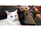 Adopt Odin and Mal a Black (Mostly) American Shorthair / Mixed (short coat) cat