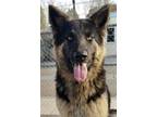 Adopt Olivia a Black German Shepherd Dog / Mixed dog in Red Bluff, CA (33659405)