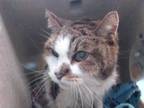 Adopt CASSEY a Brown Tabby Domestic Longhair / Mixed (long coat) cat in Downey