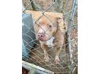 Adopt Cane a Tan/Yellow/Fawn - with White American Pit Bull Terrier / American