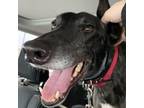 Adopt UX JUSTIFIED a Brindle Greyhound / Mixed dog in Grandville, MI (33659185)
