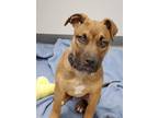 Adopt Ruckus a Brown/Chocolate - with Black Black Mouth Cur / Terrier (Unknown