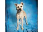 Adopt diesel a Tan/Yellow/Fawn Mixed Breed (Medium) / Mixed dog in Franklin