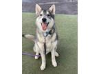 Adopt Parker a Gray/Blue/Silver/Salt & Pepper Husky / Mixed dog in Fresno