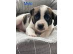 Adopt MYLO a Brindle - with White Beagle / Mixed dog in Mandeville