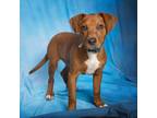Adopt Bourbon a Tan/Yellow/Fawn Hound (Unknown Type) / Mixed Breed (Medium) /