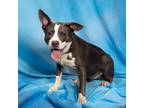 Adopt Dior a Gray/Silver/Salt & Pepper - with Black Pit Bull Terrier / Mixed dog