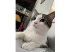 Adopt Chip a White (Mostly) American Shorthair / Mixed (short coat) cat in Mount