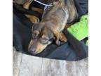 Adopt Cleo a Black Shepherd (Unknown Type) / Mixed dog in Oshkosh, WI (33659088)