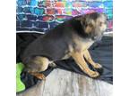 Adopt Angel a Black Shepherd (Unknown Type) / Mixed dog in Oshkosh