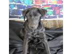 Adopt Opal a Black Labrador Retriever / Mixed dog in Oshkosh, WI (33659078)