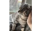 Adopt Rocky a Gray, Blue or Silver Tabby Scottish Fold / Mixed (short coat) cat