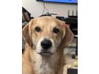 Adopt Gus a Tan/Yellow/Fawn - with White Labrador Retriever / Mixed dog in