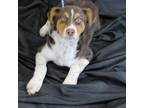 Adopt Buster a Brown/Chocolate Collie / Spaniel (Unknown Type) / Mixed dog in