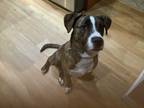 Adopt Baxter a Brindle Boxer / Mixed dog in Albuquerque, NM (33631470)