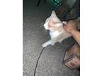 Adopt Killua and Gon a Calico or Dilute Calico Calico / Mixed (short coat) cat