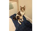 Adopt Unknown a Calico or Dilute Calico American Shorthair / Mixed (short coat)